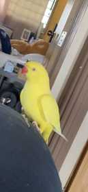 Lost Indian Ringneck Parakeet