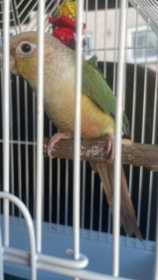 Lost Conure