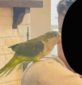Lost Quaker