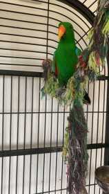 Lost Eclectus