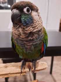 Lost Conure