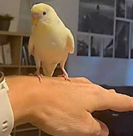 Lost Budgerigar