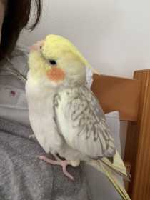 Lost Cockatiel