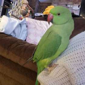 Lost Indian Ringneck Parakeet