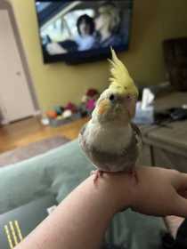 Lost Cockatiel