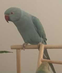 Lost Indian Ringneck Parakeet