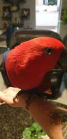 Lost Eclectus