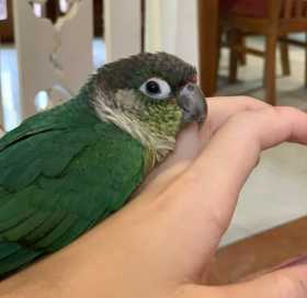 Lost Conure