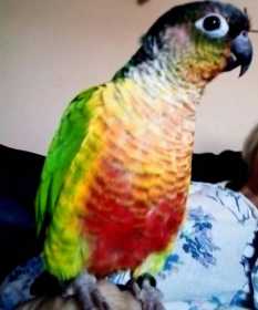 Lost Conure