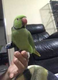 Lost Indian Ringneck Parakeet
