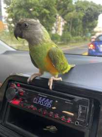 Lost Senegal