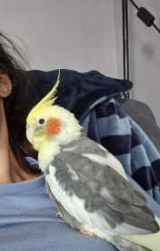 Lost Cockatiel