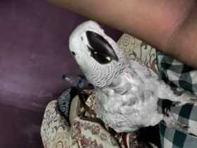 Lost African Grey