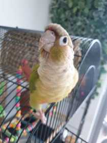 Lost Conure