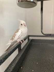 Lost Cockatiel