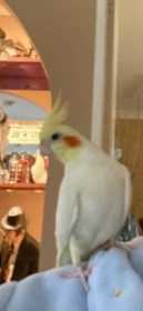 Lost Cockatiel