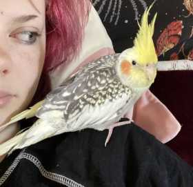 Lost Cockatiel