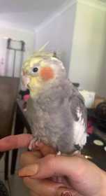 Lost Cockatiel