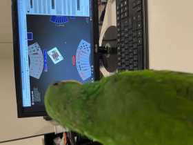 Lost Eclectus