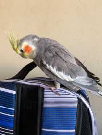 Lost Cockatiel