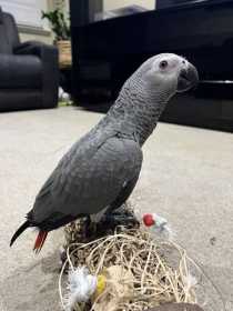 Lost African Grey
