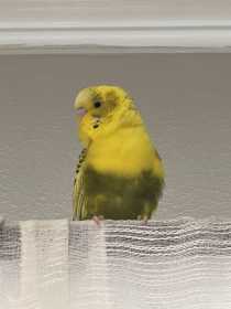 Lost Parakeet