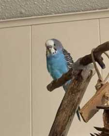 Lost Parakeet