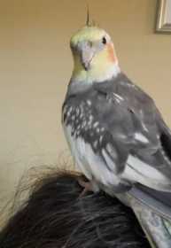 Lost Cockatiel