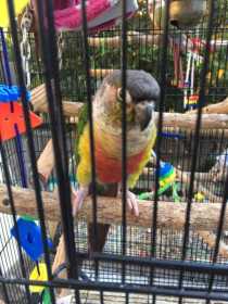 Lost Conure