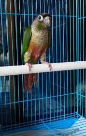 Lost Conure