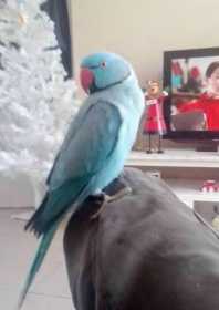 Lost Indian Ringneck Parakeet