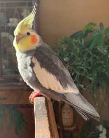 Lost Cockatiel