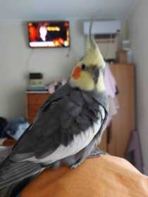 Lost Cockatiel