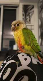 Lost Conure