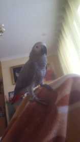 Lost African Grey