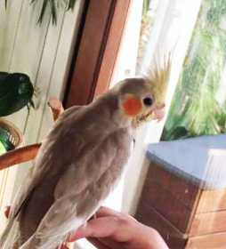 Lost Cockatiel