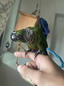 Lost Conure