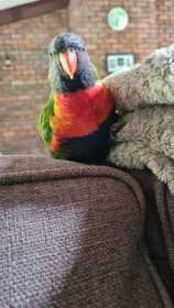 Lost Lory / Lorikeet