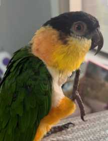 Lost Caique