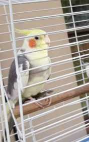 Lost Cockatiel