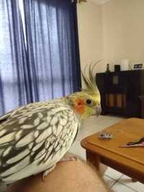 Lost Cockatiel