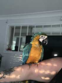 Lost Macaw