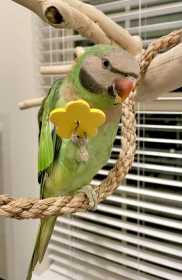 Lost Mustached / Moustached Parakeet