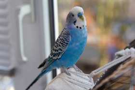 Lost Parakeet