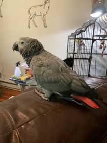 Lost African Grey