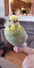 Lost Budgerigar