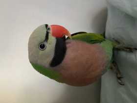 Lost Mustached / Moustached Parakeet