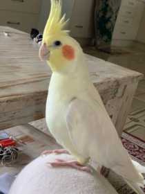 Lost Cockatiel