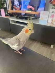 Lost Cockatiel