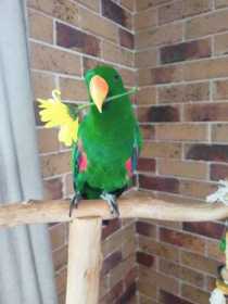 Lost Eclectus